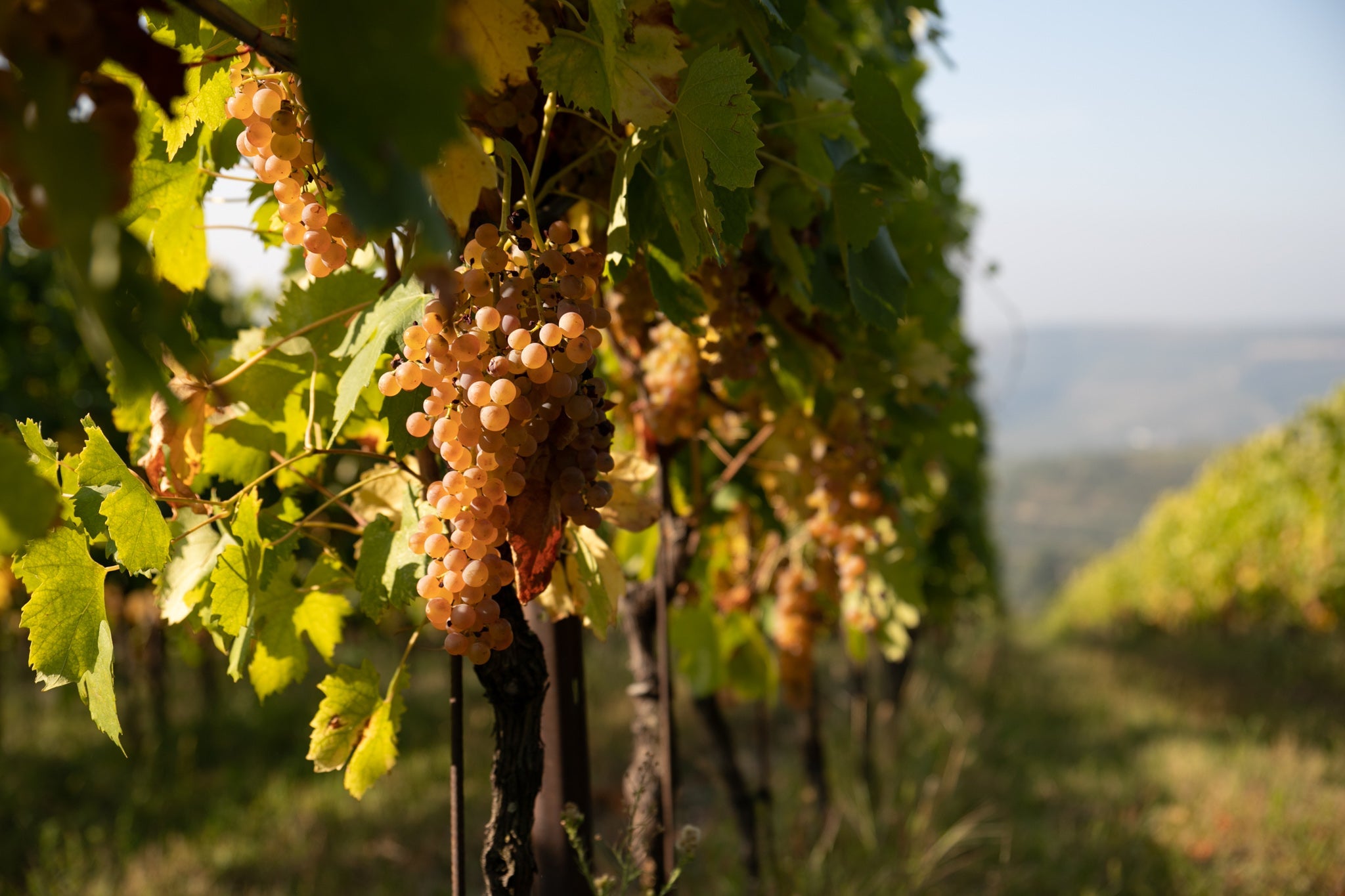 Roséweine